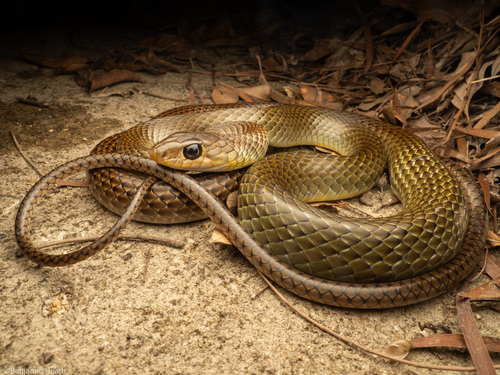 Ptyas korros (Schlegel, 1837)