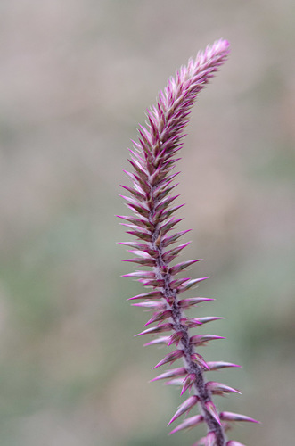 Devil's Horsewhip