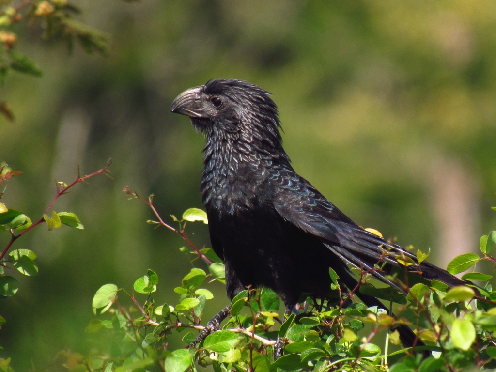 Groove-billed Ani photo