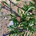 Prunus pedunculata - Photo (c) ccarolus, todos los derechos reservados, subido por ccarolus