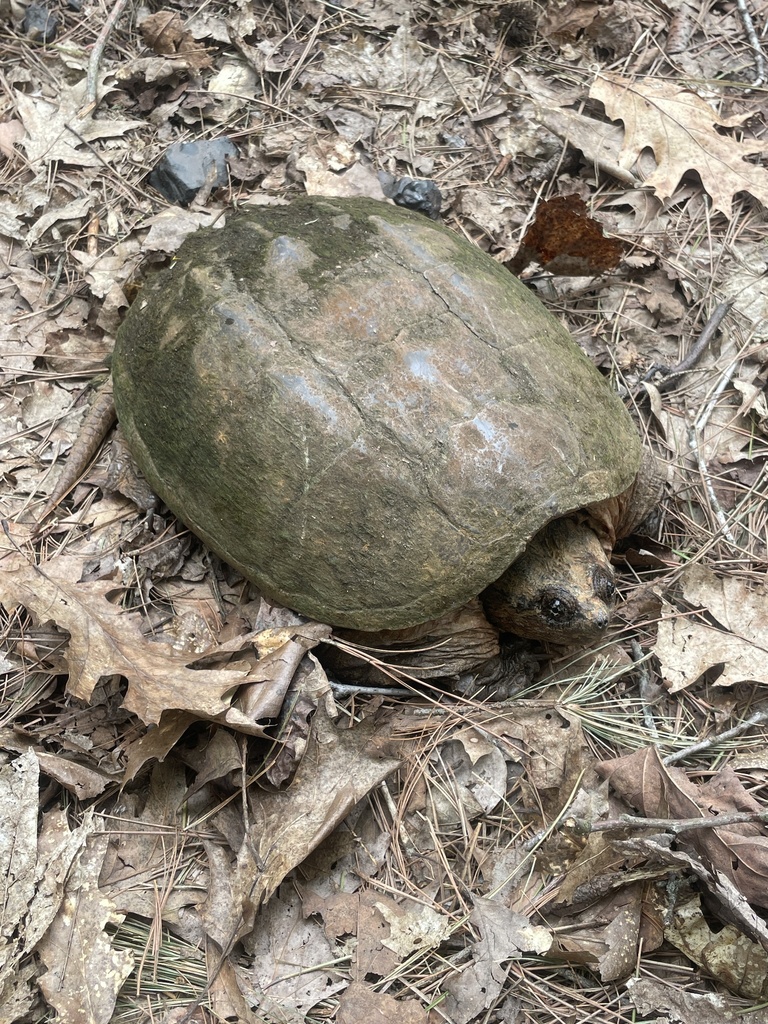 Common Snapping Turtle in May 2025 by Stewart Blackwell. shell about 14 ...