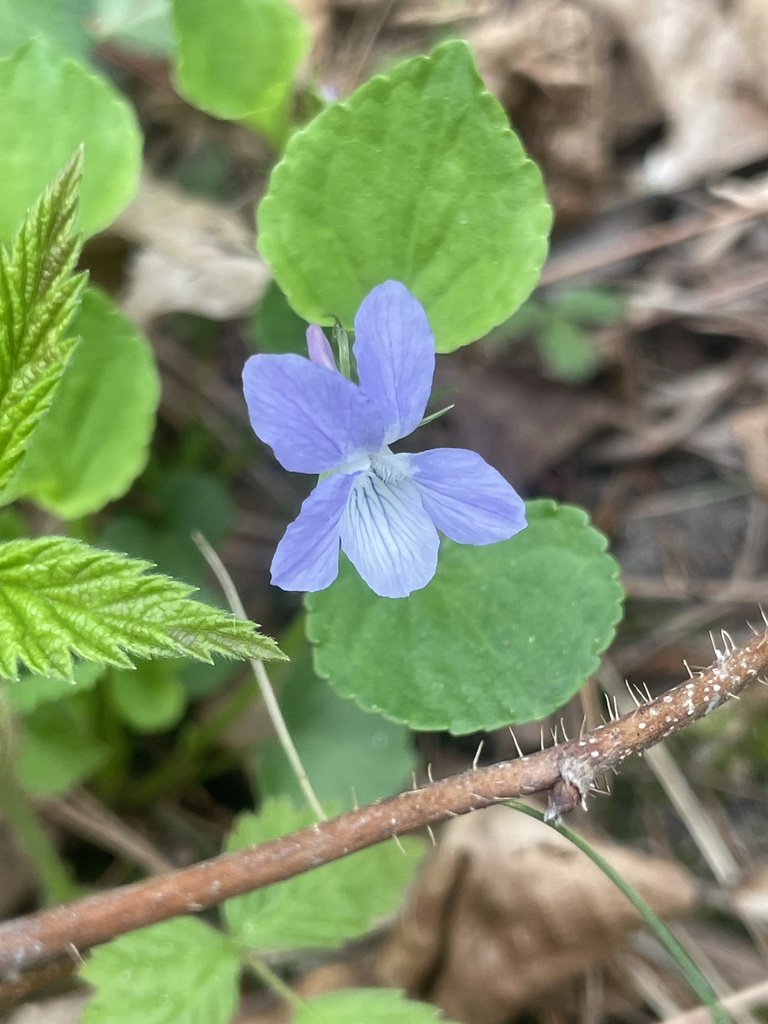 Labrador Violet Invasive Labrador violet from Simcoe County, ON, Canada on May 14, 2025 at 01:04 ...