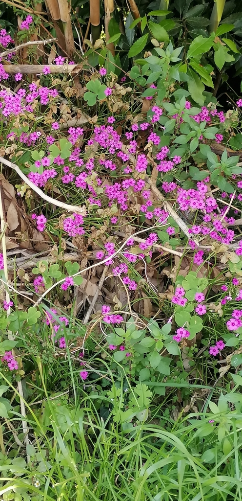 Rosa