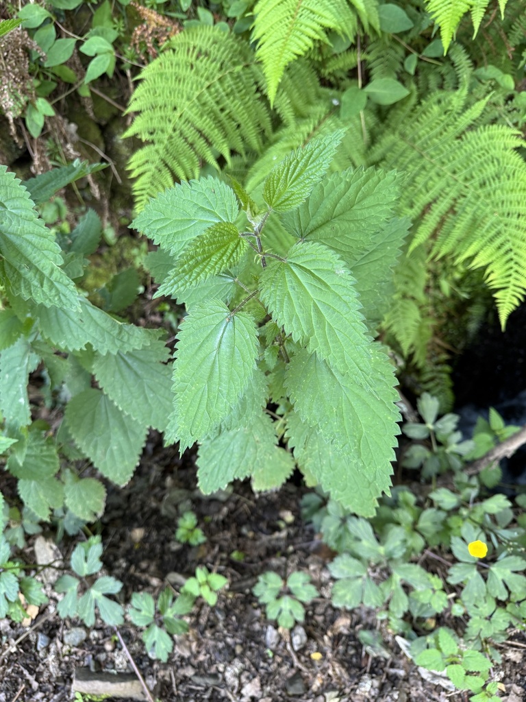 Urtica dioica