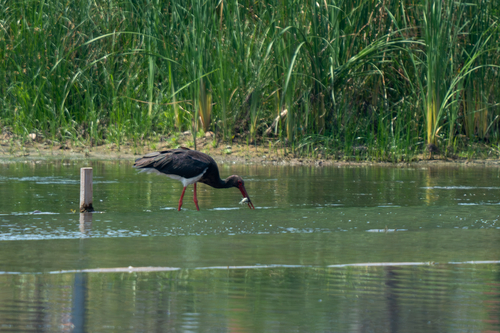 Black Stork