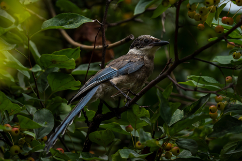 Azure-winged Magpie