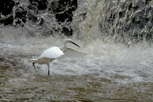 Little Egret