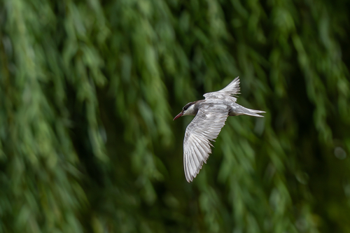 Whiskered Tern