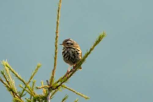 Olive-backed Pipit