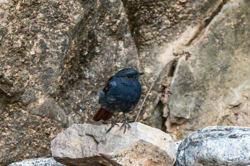 Plumbeous Water Redstart