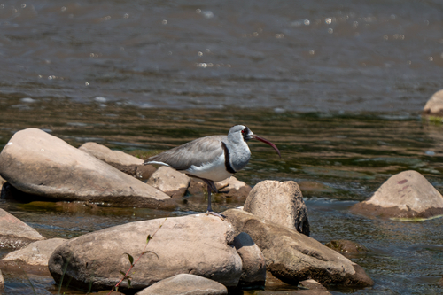 Ibisbill