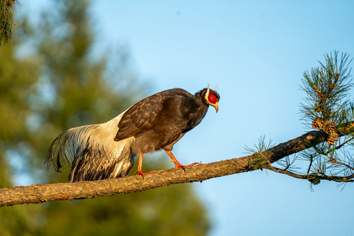 Brown Eared-Pheasant