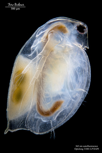Daphnia magna