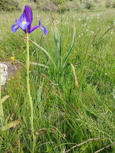 Avistamiento Iris azul de las marismas (Iris xiphium)