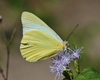 Mariposa Blanca Crema - Photo (c) Tripp Davenport, todos los derechos reservados