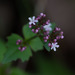Valeriana urticifolia - Photo (c) Anne, all rights reserved