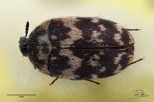 Attagenus trifasciatus