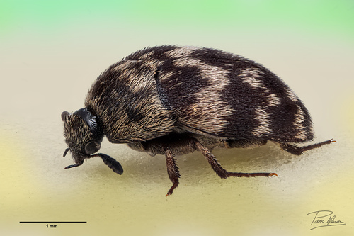 Attagenus trifasciatus