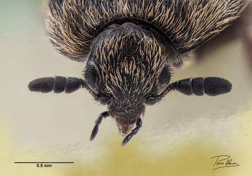 Attagenus trifasciatus