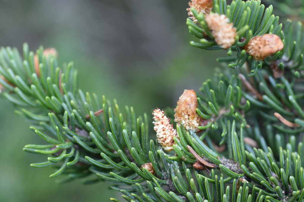 red spruce from Smyth County, VA, USA on May 15, 2025 at 12:02 PM by ...