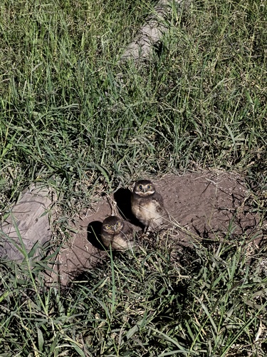 Burrowing Owl