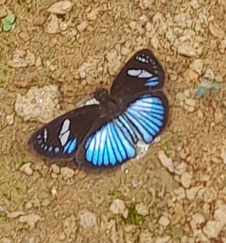 Pythonides jovianus