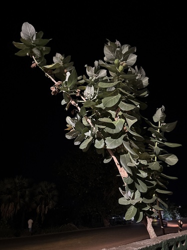 giant milkweed