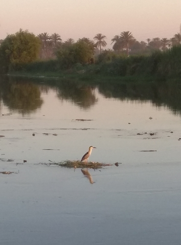 Black-crowned Night Heron