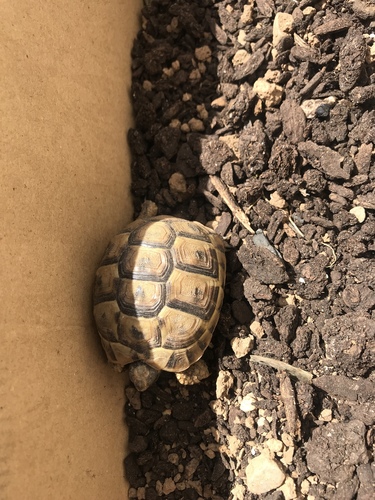 Greek Tortoise