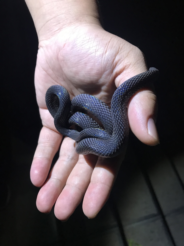 Peters' Odd-scaled Snake from Zhongshan, Liupanshui, Guizhou, CN on ...