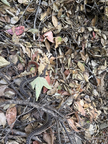 iNaturalist observation photo of Gopher Snake