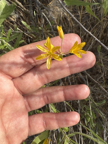 iNaturalist observation photo of goldenstar