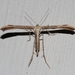 Morning-glory Plume Moth - Photo (c) Marcello Consolo, all rights reserved