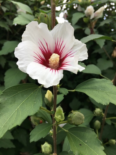 Tulipán Chino (Hibiscus syriacus) · NaturaLista Mexico