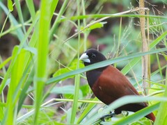 Chestnut Munia