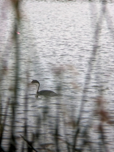 iNaturalist observation photo of Western Grebe
