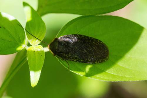 Homoeogamia mexicana