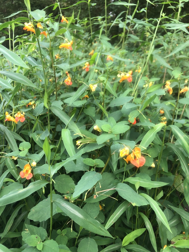 common jewelweed from Mingo National Wildlife Refuge, Puxico, MO, US on