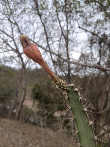 Acanthocereus castellae (Acanthocereus castellae)