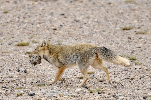 Tibetan Fox