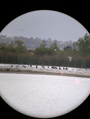 iNaturalist observation photo of Caspian Tern