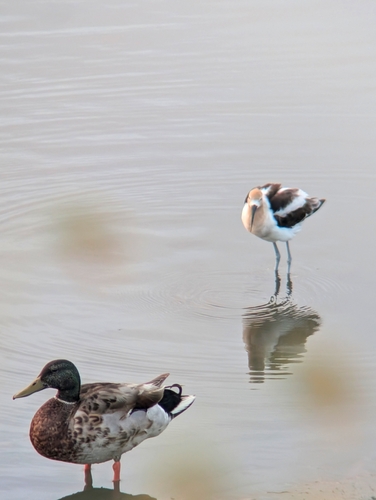 iNaturalist observation photo of American Avocet
