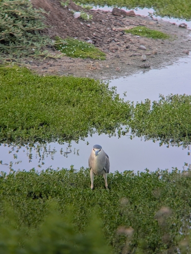 iNaturalist observation photo of Black-crowned Night Heron