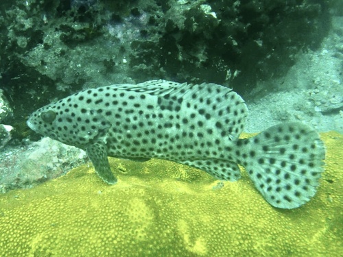 Coral Grouper — seen at this dive site