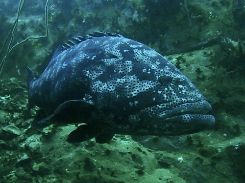 Malabar Grouper — seen at this dive site