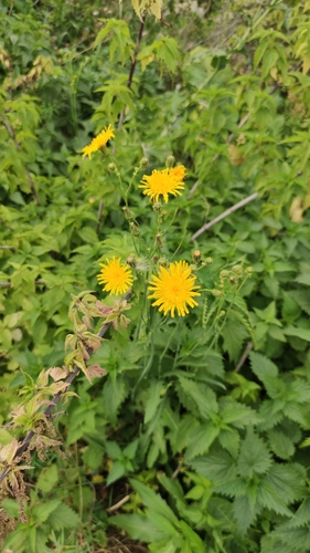 Perennial Sow Thistle