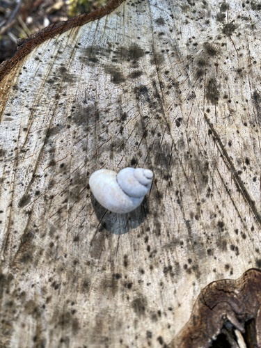Pomatias elegans