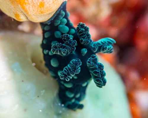 Crested Nembrotha — seen at this dive site