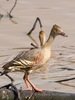 Plumed Whistling-Duck - Photo (c) andrew_mc, all rights reserved