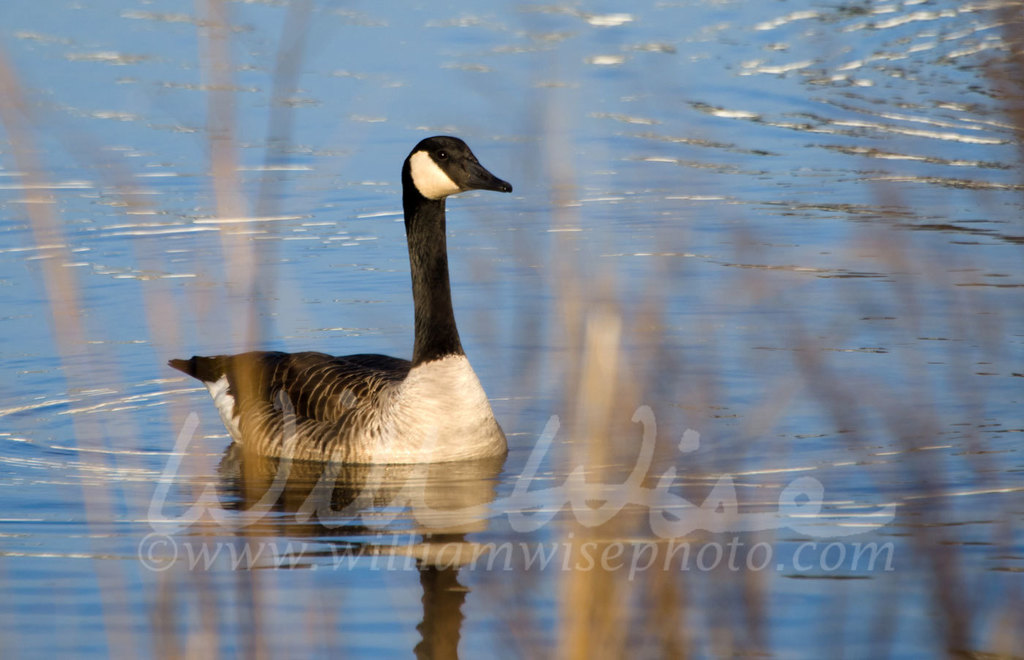 Canada Goose